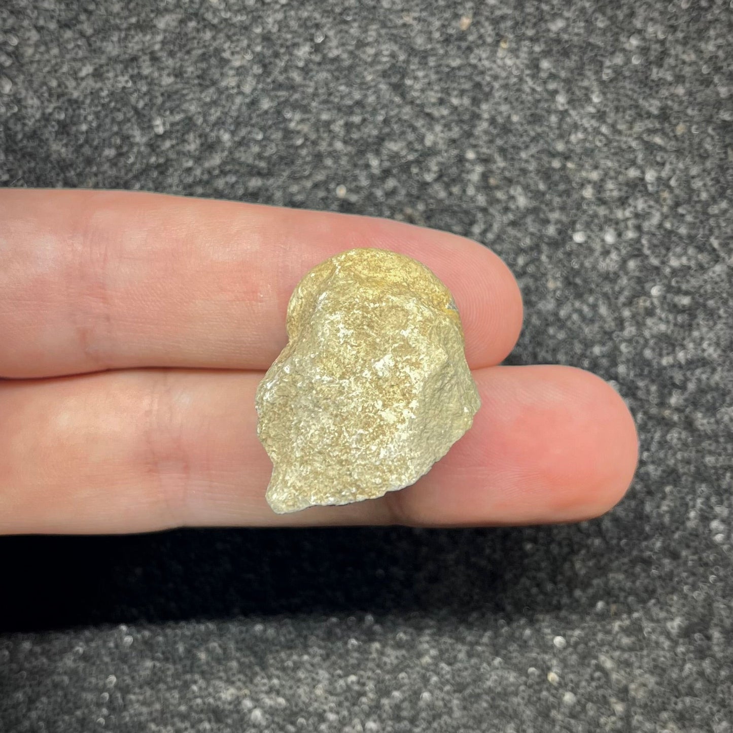 F2906 | Ammonite | Ataxioceras sp.