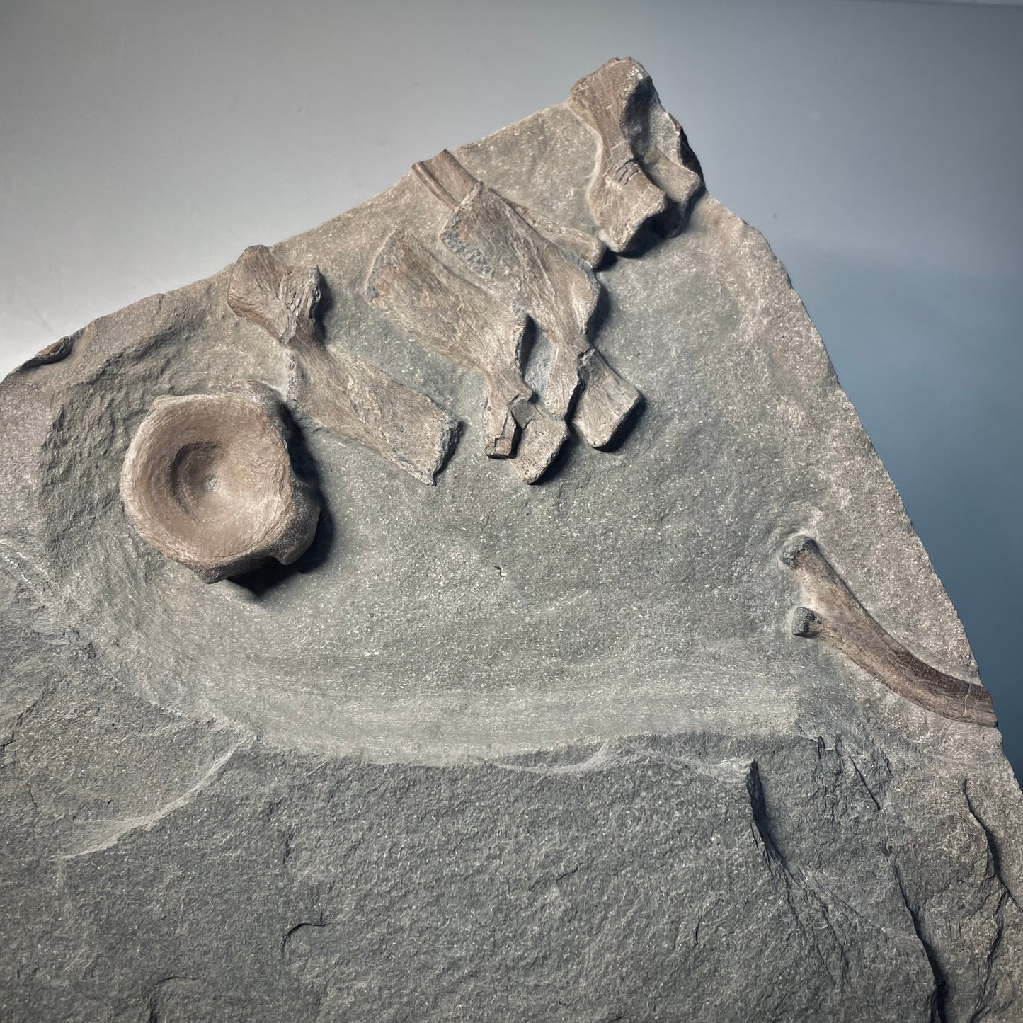 F2181 | Ittiosauro | Ichthyosauria indet.