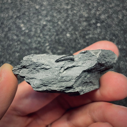 F2684 | Coccodrillo | Steneosaurus sp.