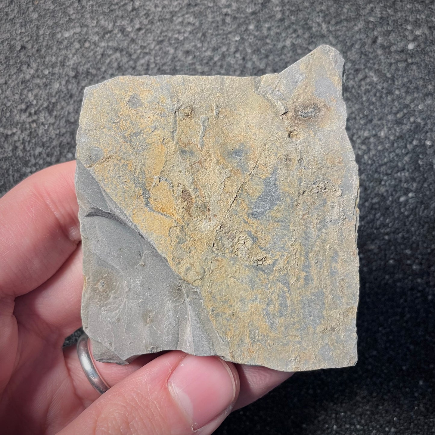 F2171 | Ammonite | Graphoceratidae indet.