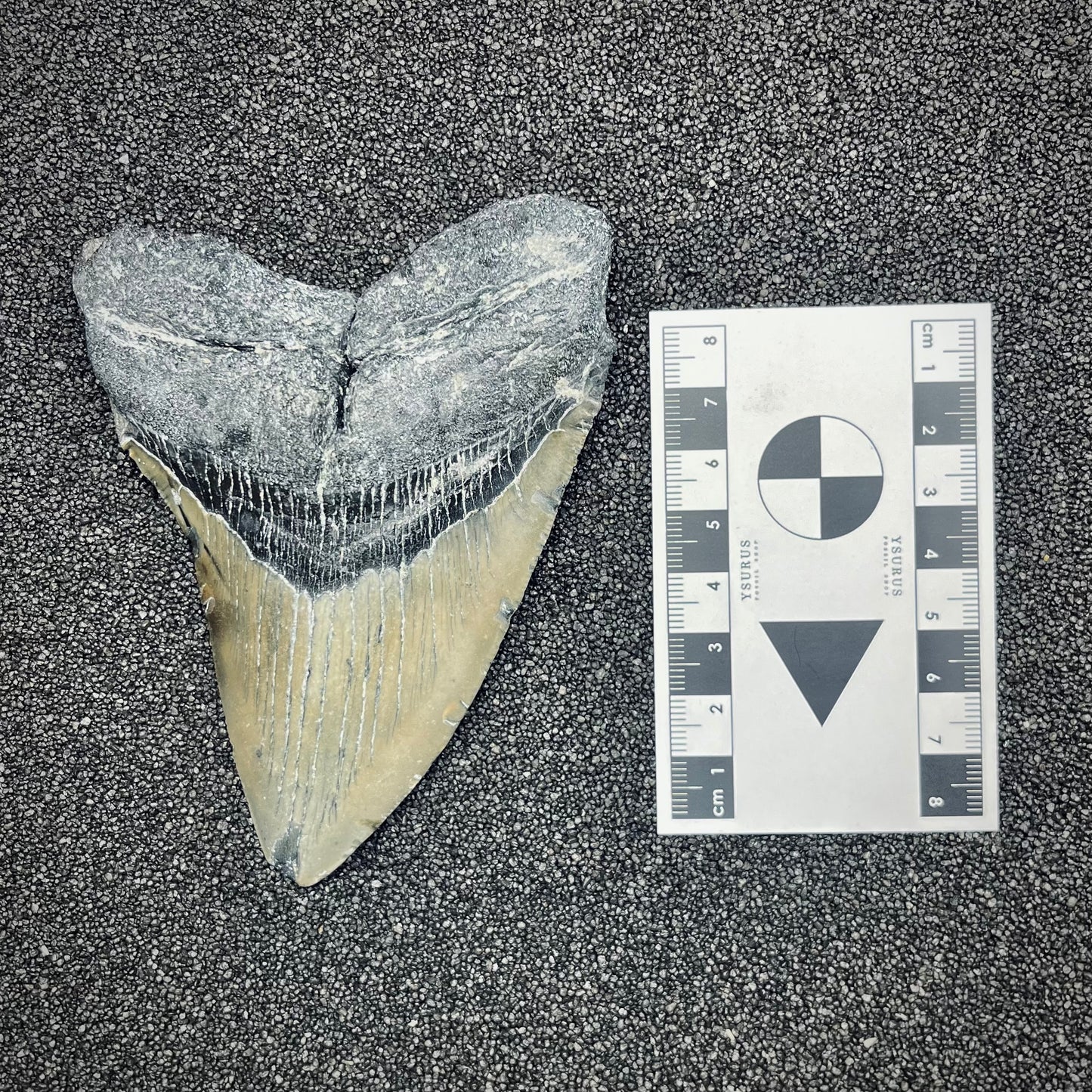 F2776 | Squalo | Otodus megalodon