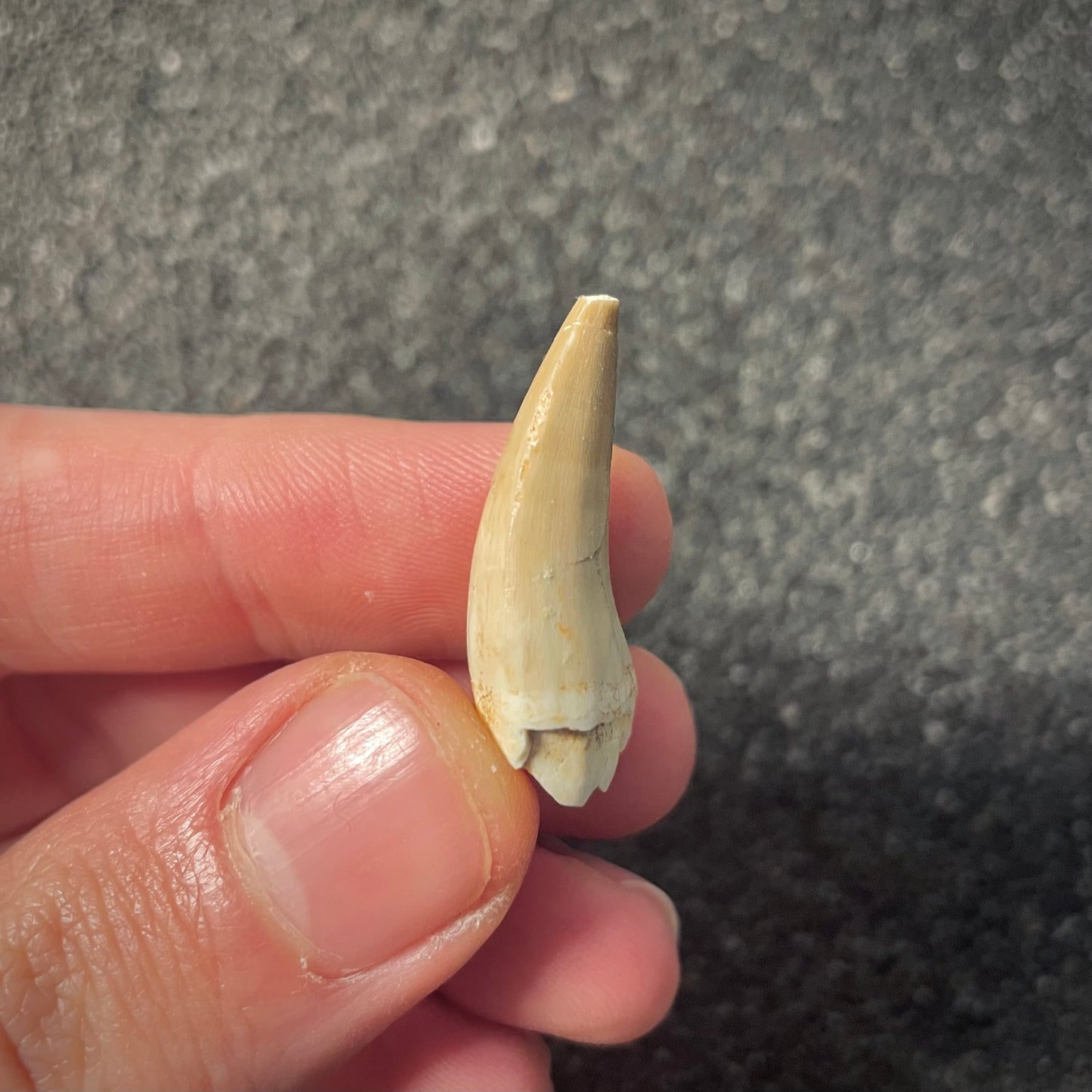 F2182 | Mosasauro | Halisaurus arambourgi