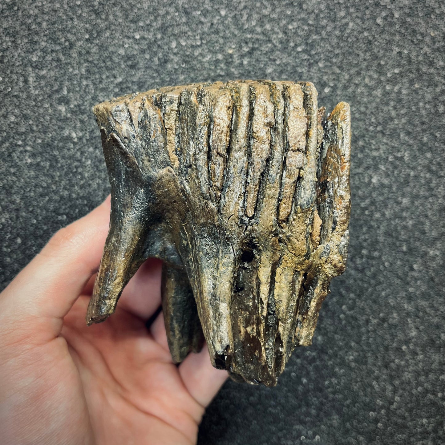 F2781 | Mammut | Mammuthus sp.