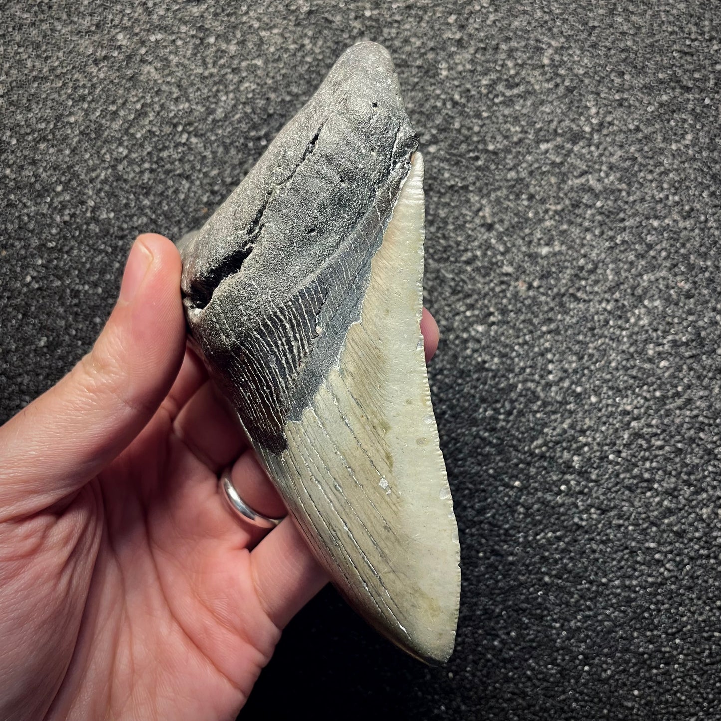 F2136 | Squalo | Otodus megalodon