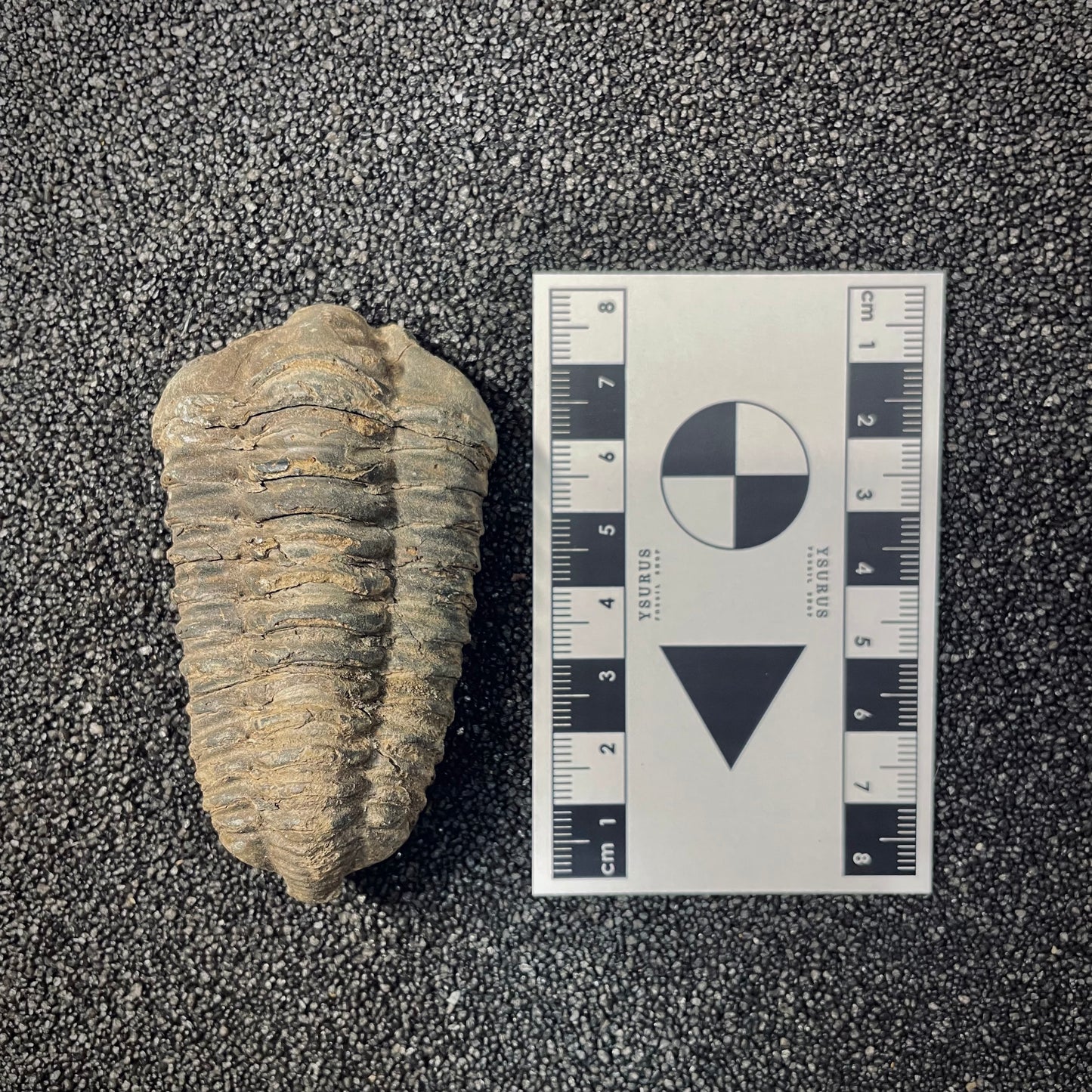 F2624 | Trilobite | Flexicalymene sp.