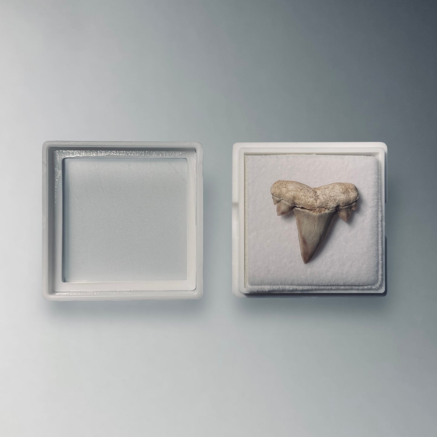 SGB4 | Scatola bianca per fossili con feltrino 40x40mm