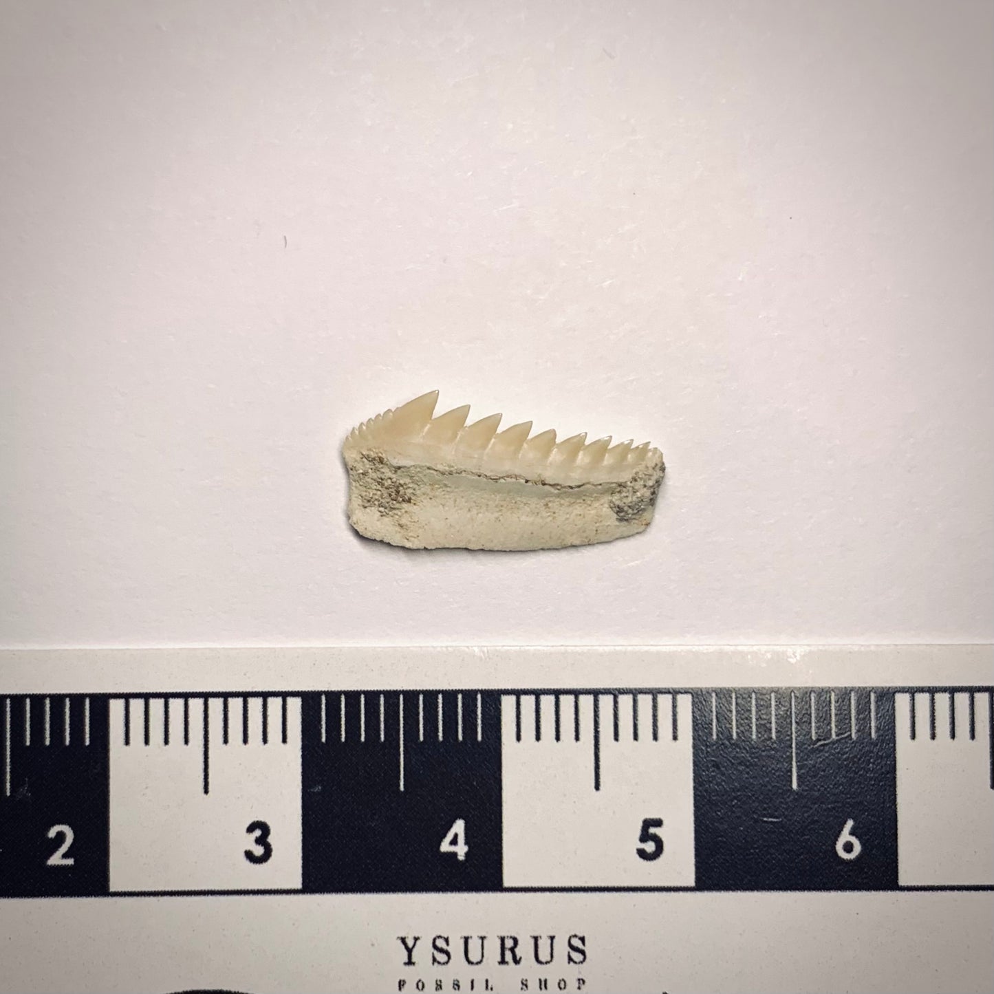 F588 | Squalo | Hexanchus microdon