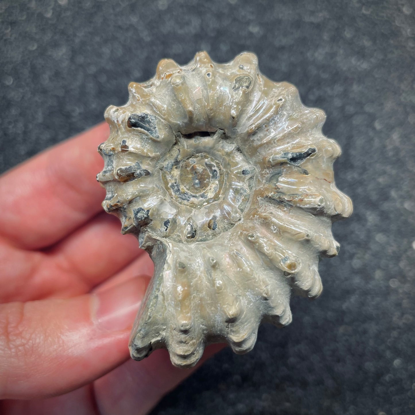 F2660 | Ammonite | Douvilleiceras sp.