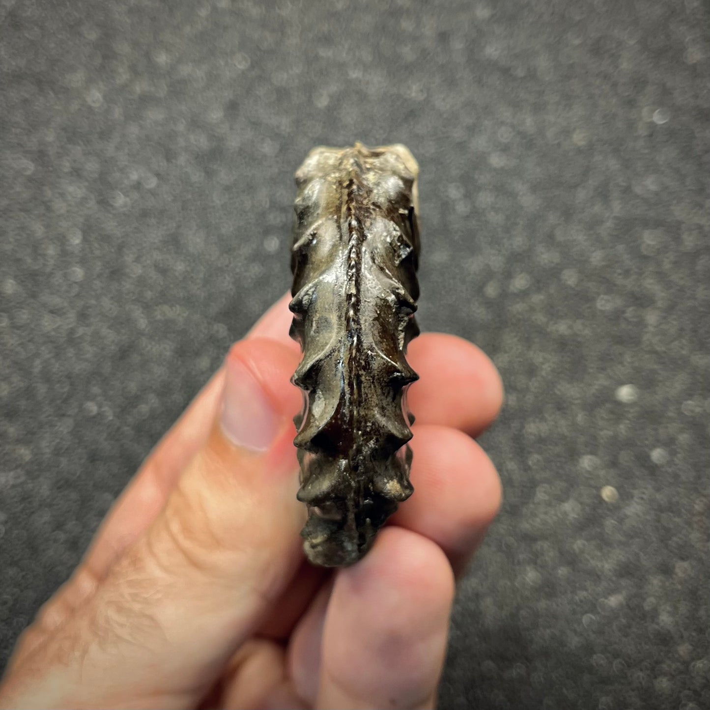 F2818 | Ammonite | Pleuroceras sp.