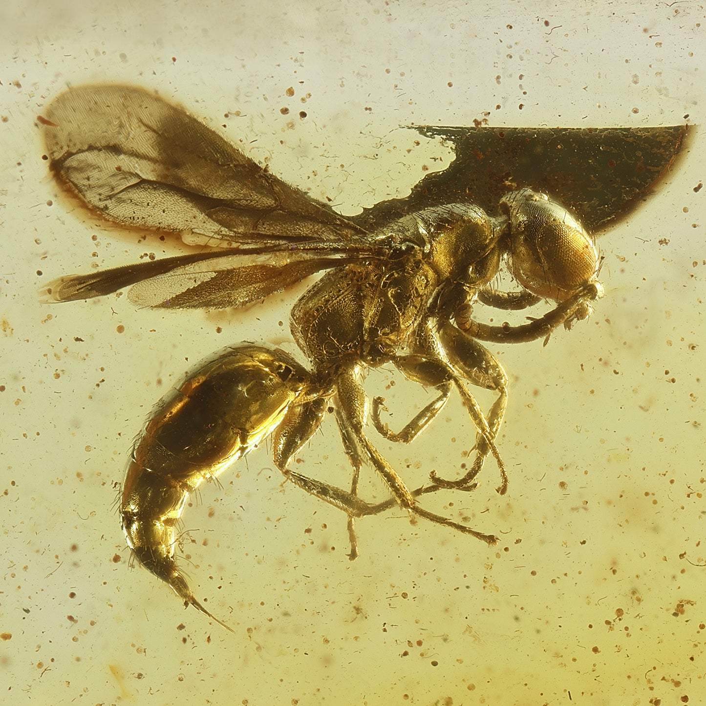 F2834 | RARO | Ambra con inclusione | Bethylidae indet.