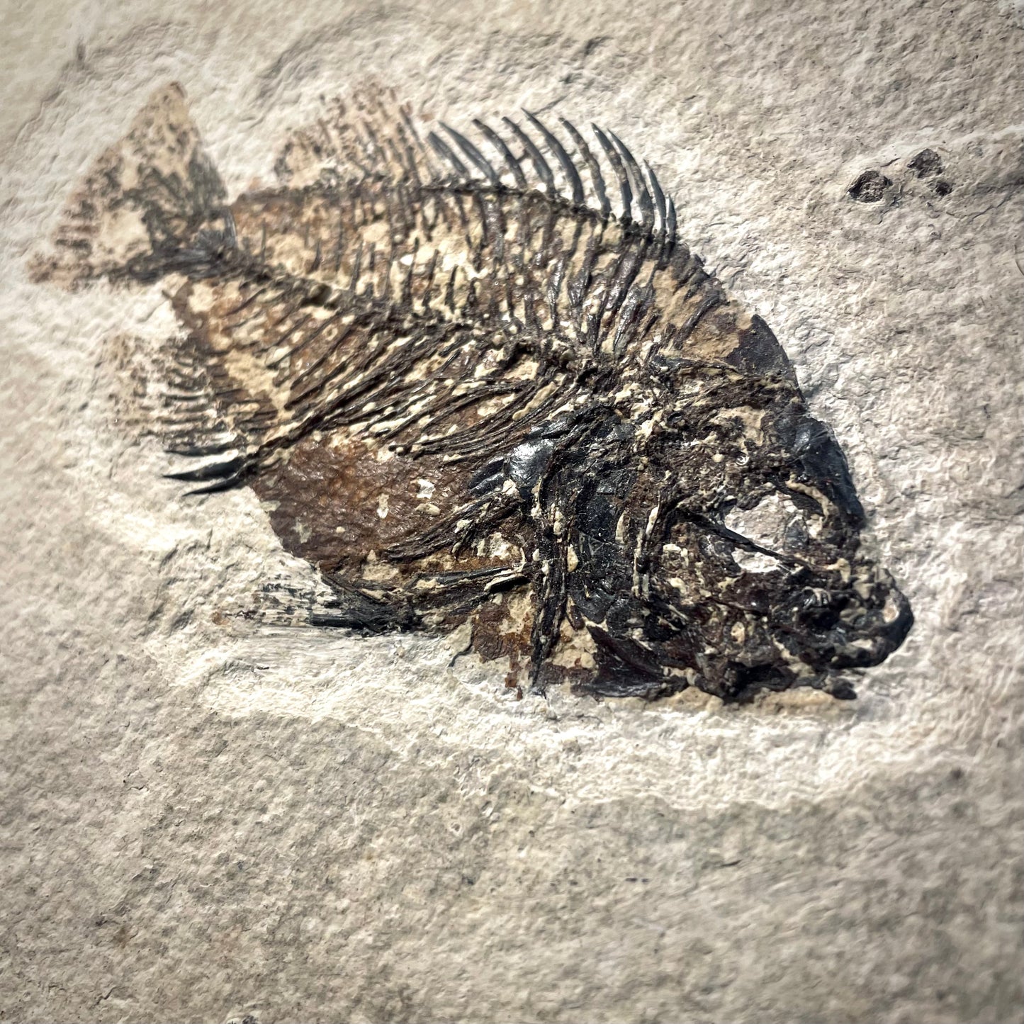F2145 | Pesce | Priscacara sp. + PERIZIA PALEONTOLOGICA INCLUSA
