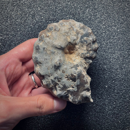 F1973 | Ammonite | Mammites nodosoides