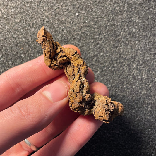 F2457 | Coprolite - Cololite | Testuggine