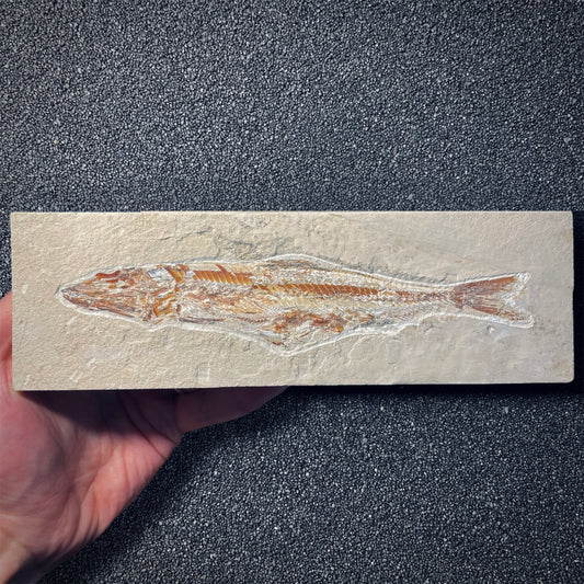 F1886 | Pesce | Prionolepis cataphractus