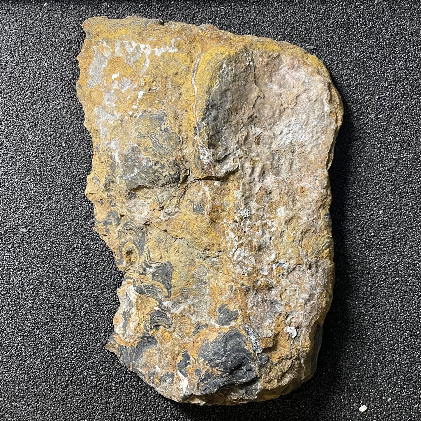 F2498 | Stromatolite | Stromatolite indet.