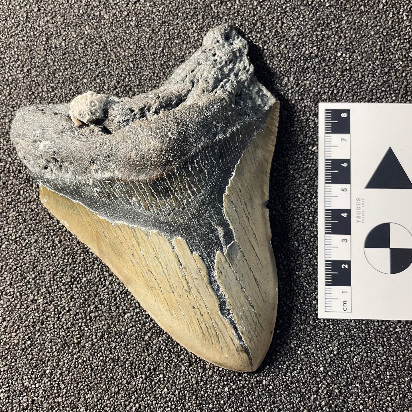 F2354 | Squalo | Otodus megalodon