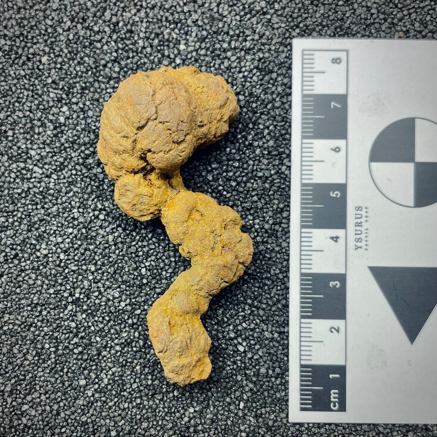 F2765 | Coprolite - Cololite | Testuggine