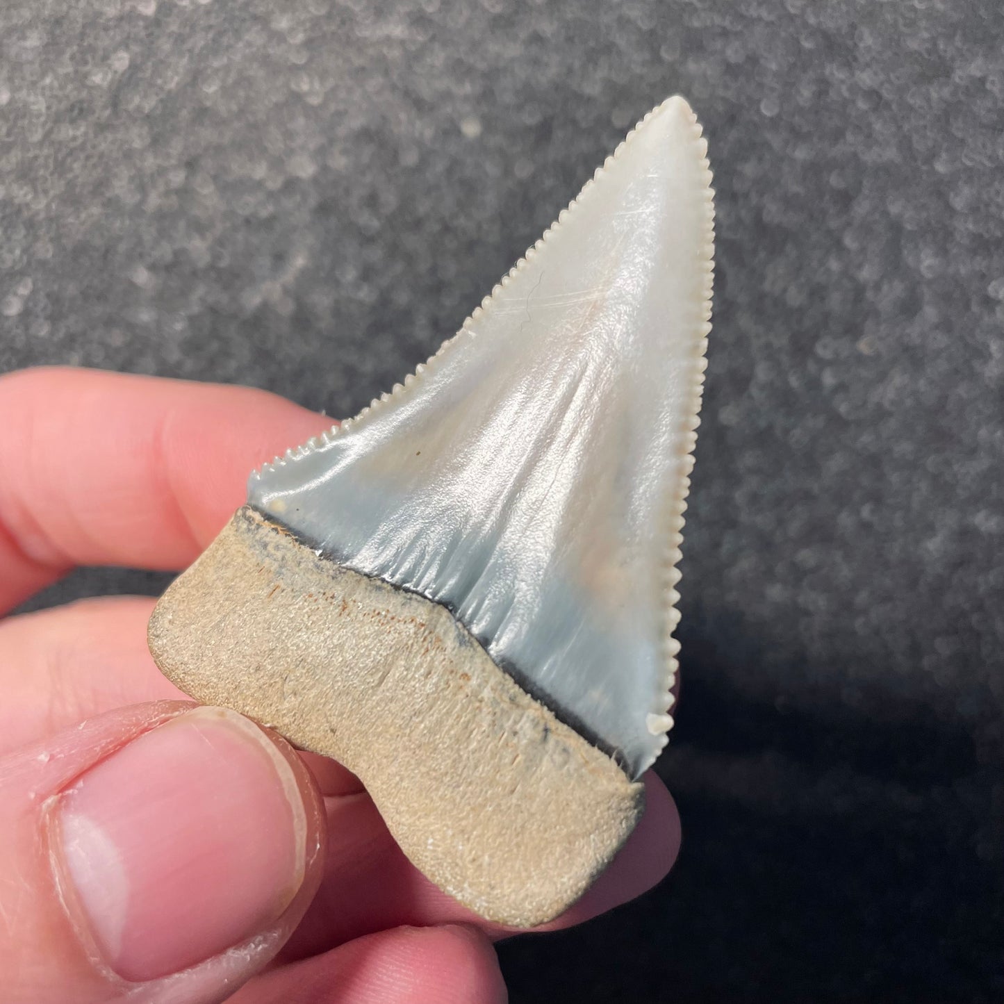 F2411 | Squalo | Carcharodon carcharias