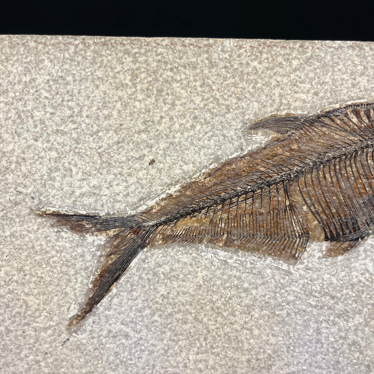 F3070 | Pesce | Diplomystus dentatus