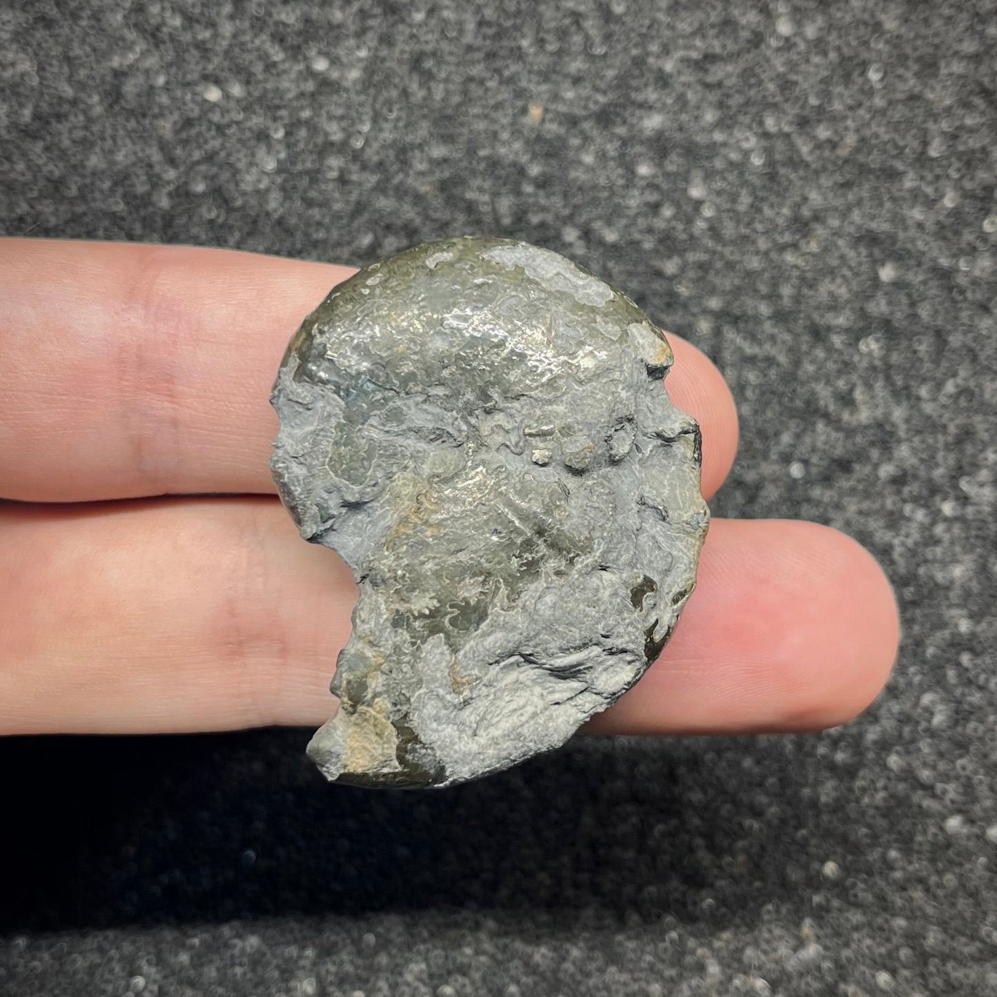 F2895 | Ammonite | Phylloceras sp.