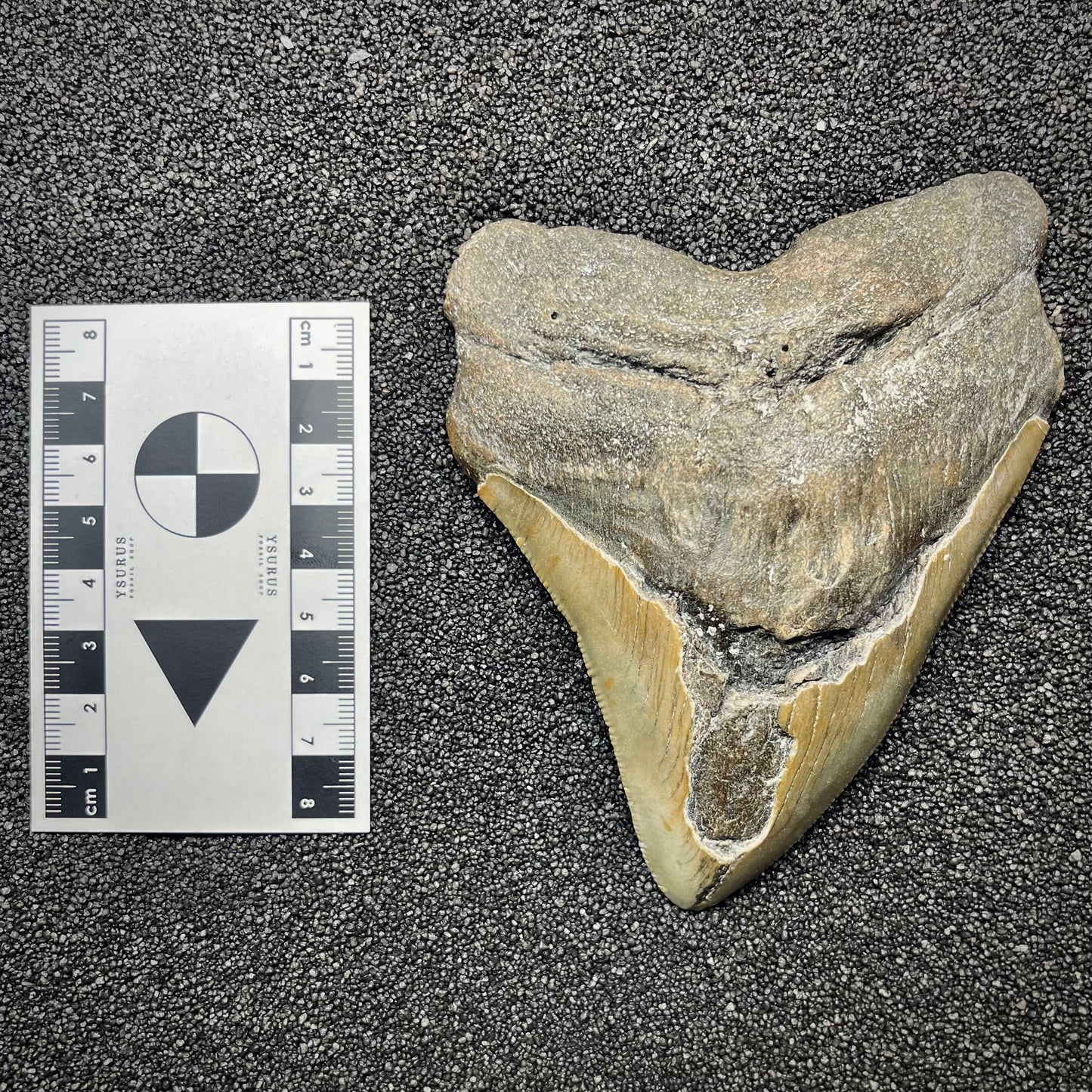 F2928 | Squalo | Otodus megalodon