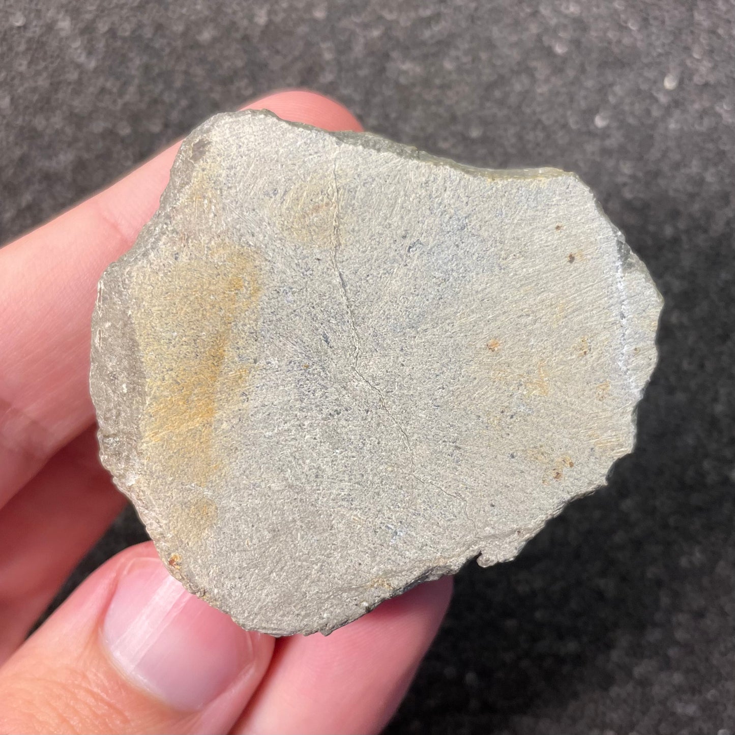 F2597 | Trilobite | Gerastos tuberculatus