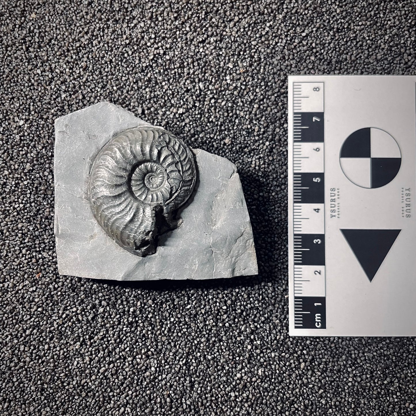 F2543 | Ammonite | Pleydellia sp.
