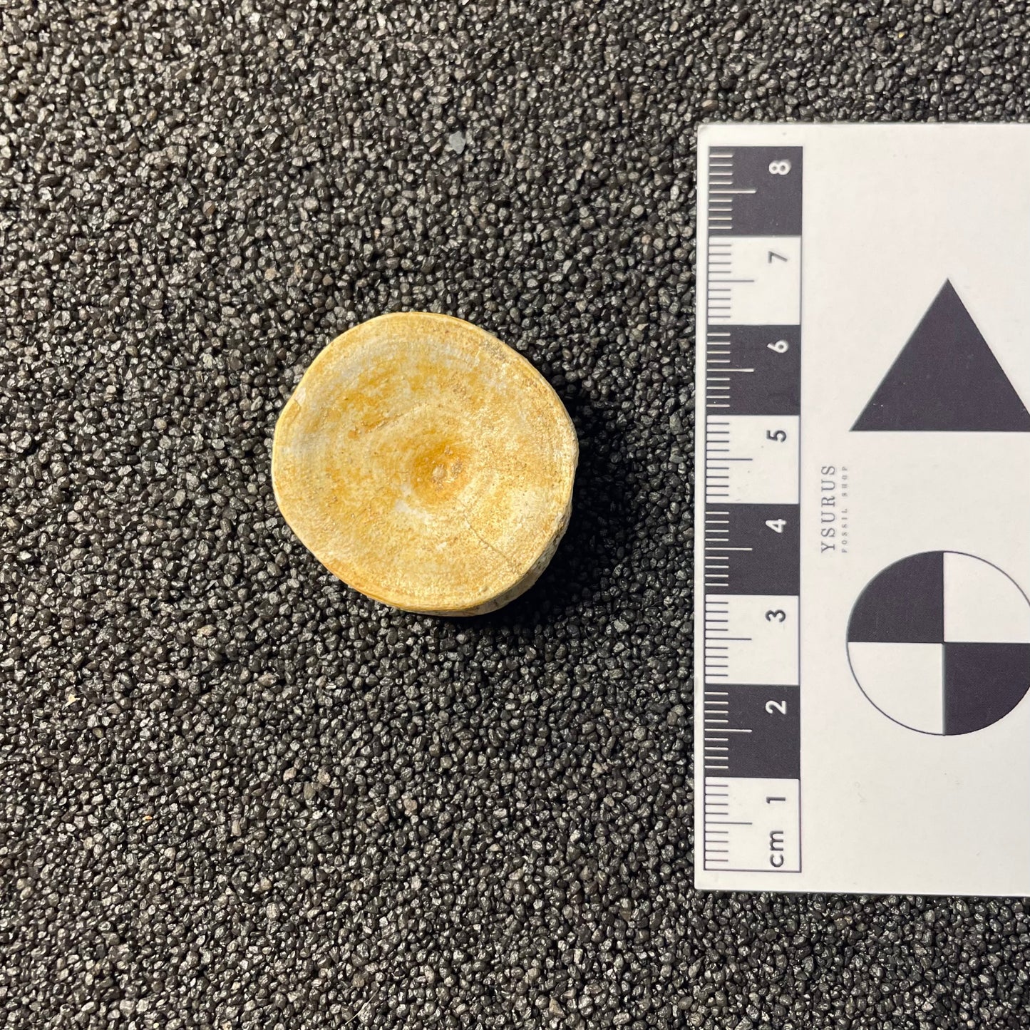 F2207 | Squalo | Selachimorpha indet.