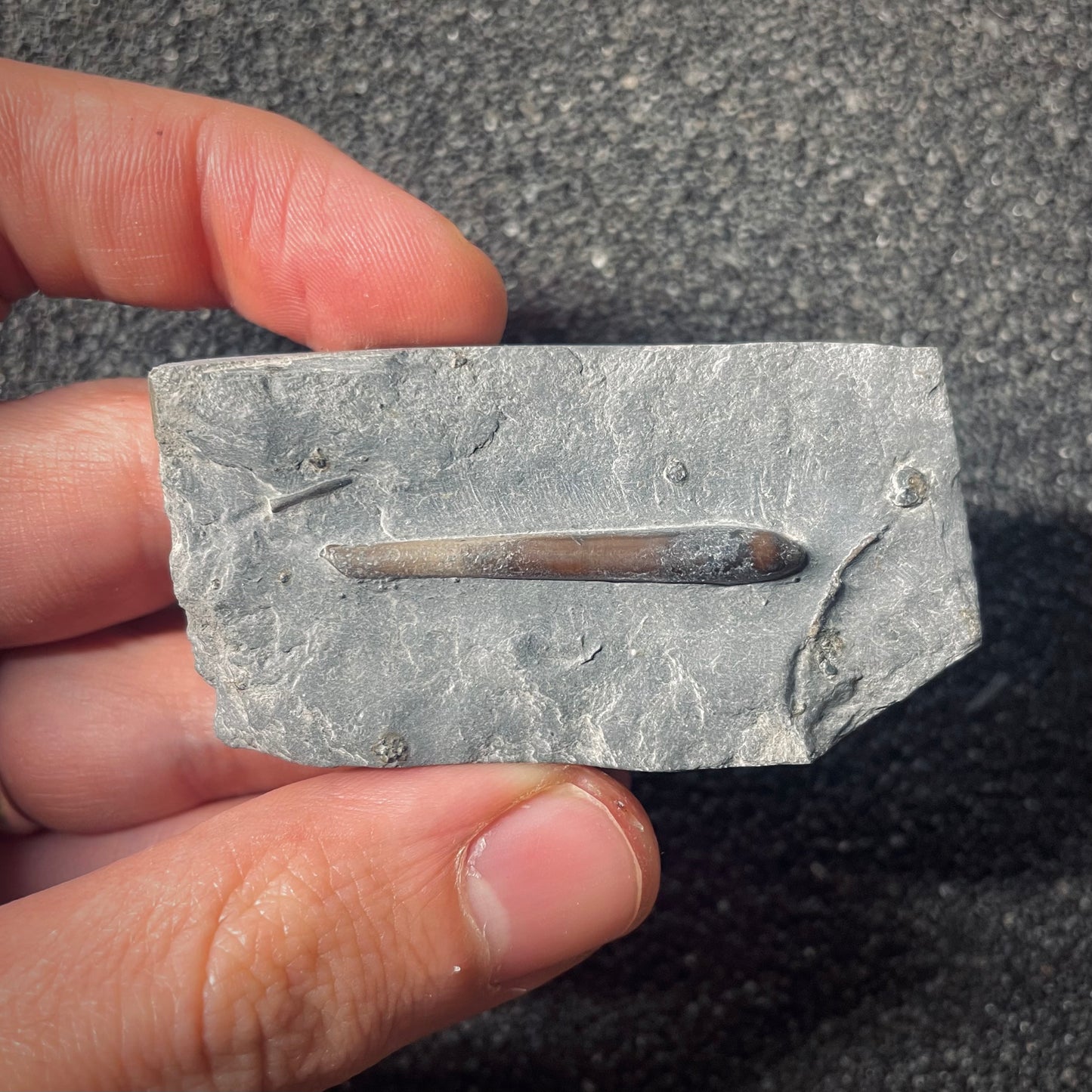F2563 | Belemnite | Belemnoidea indet.