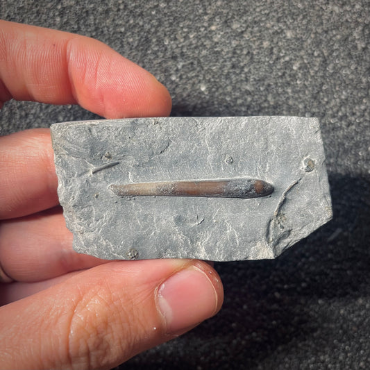 F2563 | Belemnite | Belemnoidea indet.