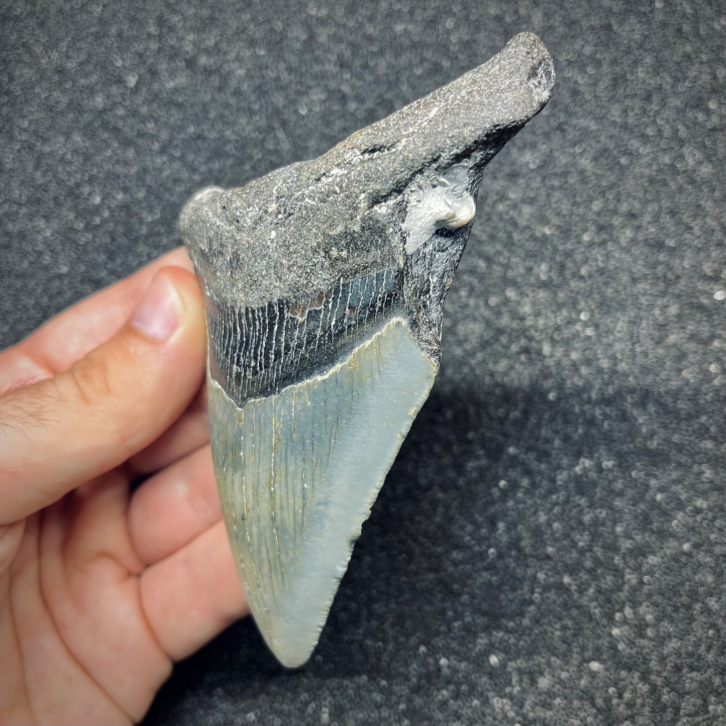 F2772 | Squalo | Otodus megalodon