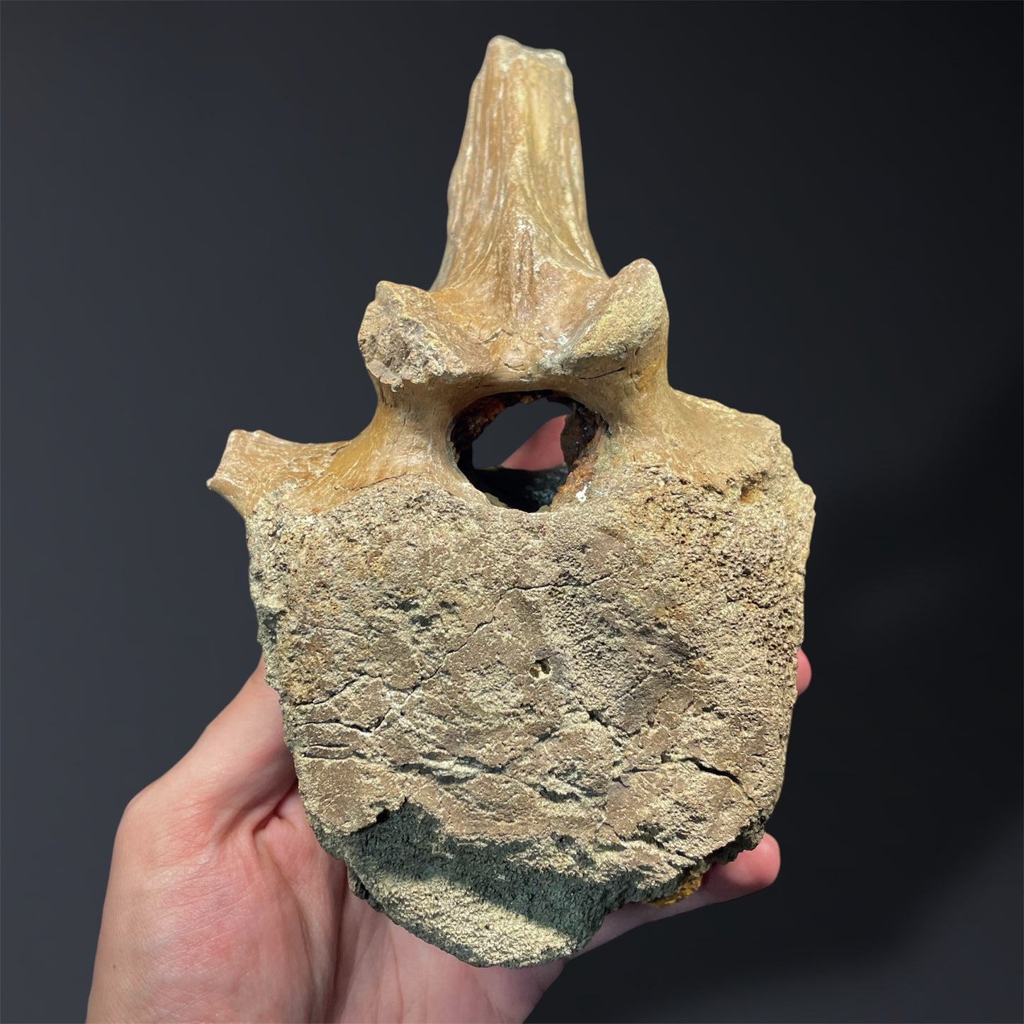 F2824 | Dinosauro | Edmontosaurus sp.
