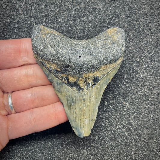 F2634 | Squalo | Otodus megalodon