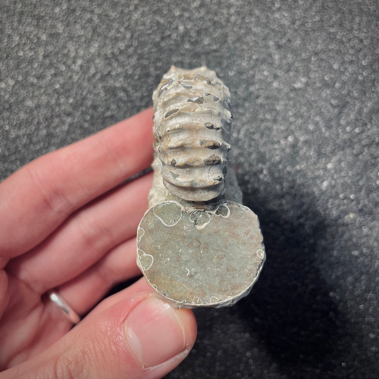 F2159 | Ammonite | Douvilleiceras sp.