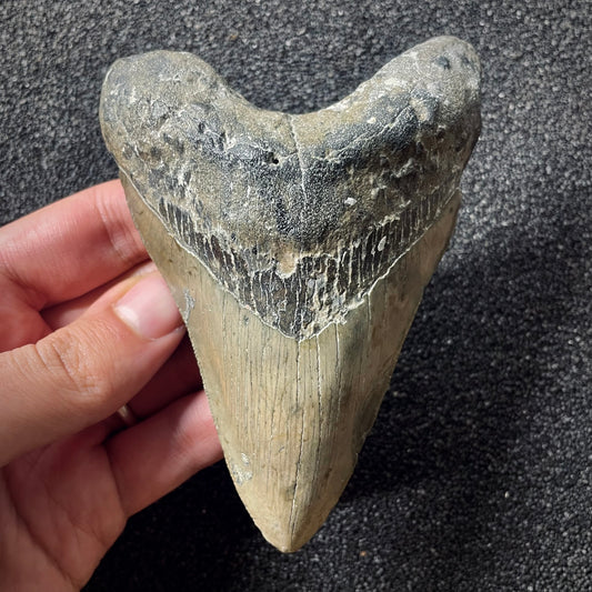 F1997 | Squalo | Otodus megalodon