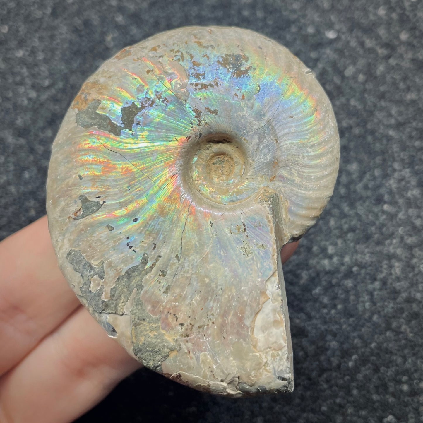 F2651 | Ammonite | Cleoniceras sp.