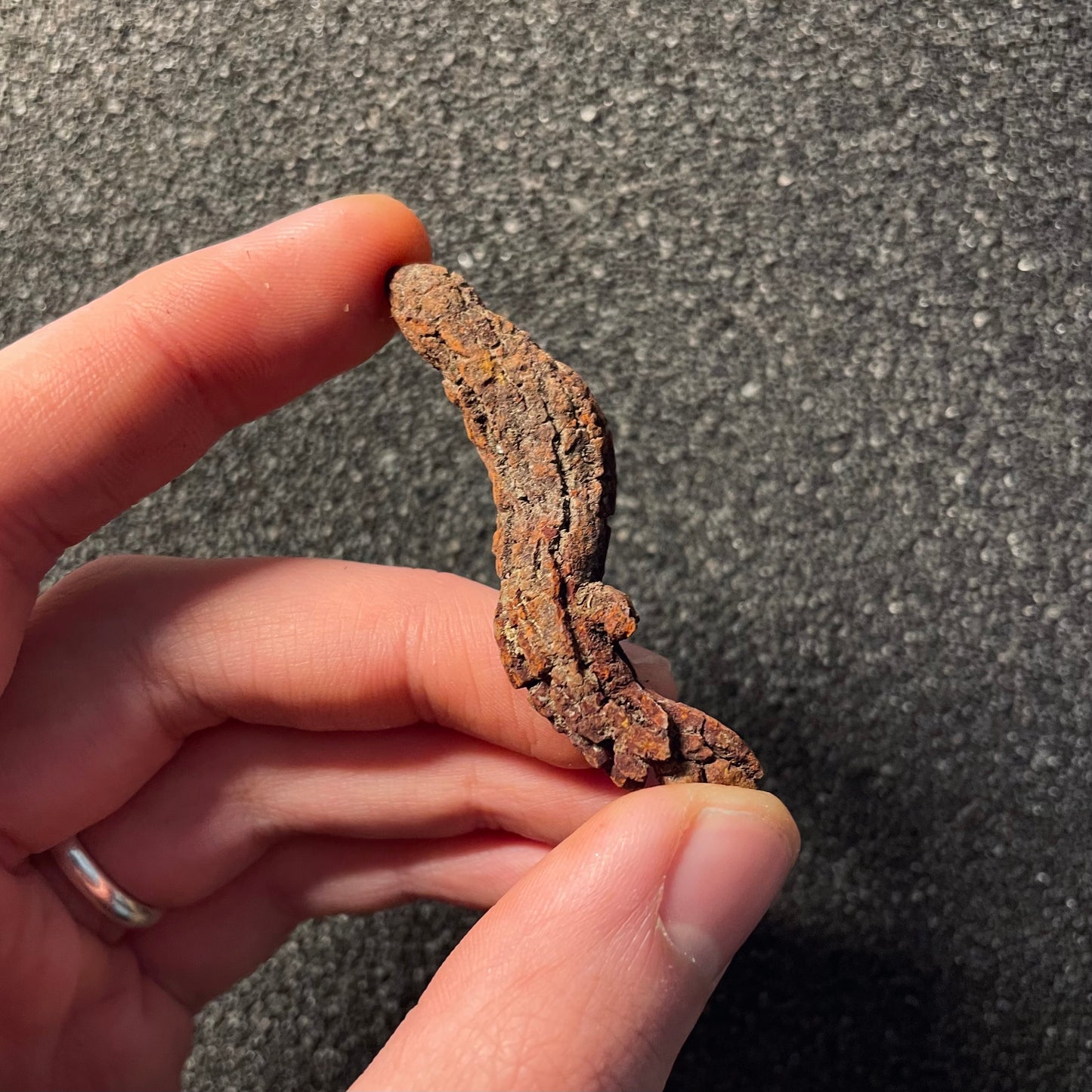 F2461 | Coprolite - Cololite | Testuggine