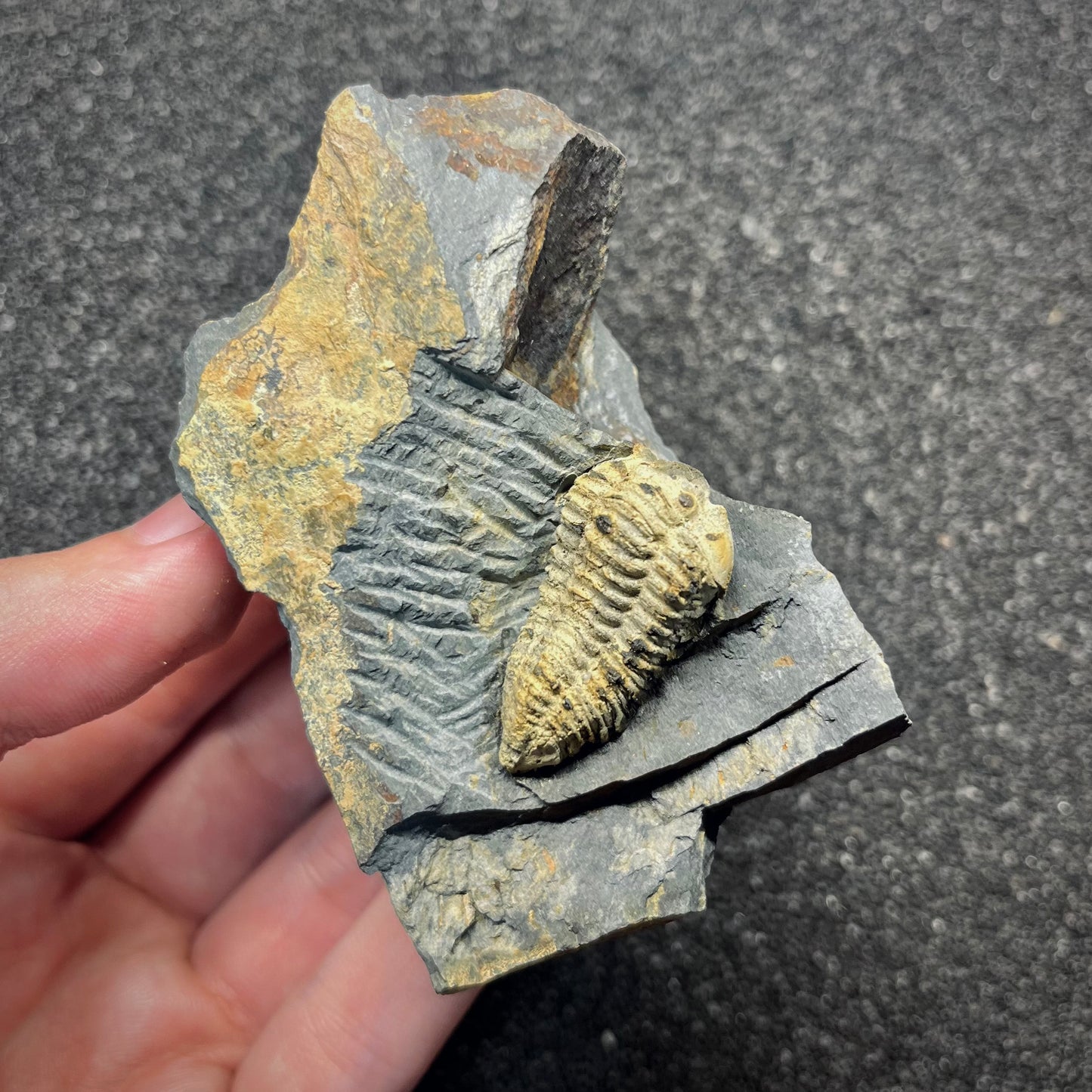 F2945 | Trilobite | Colpocoryphe rouaulti