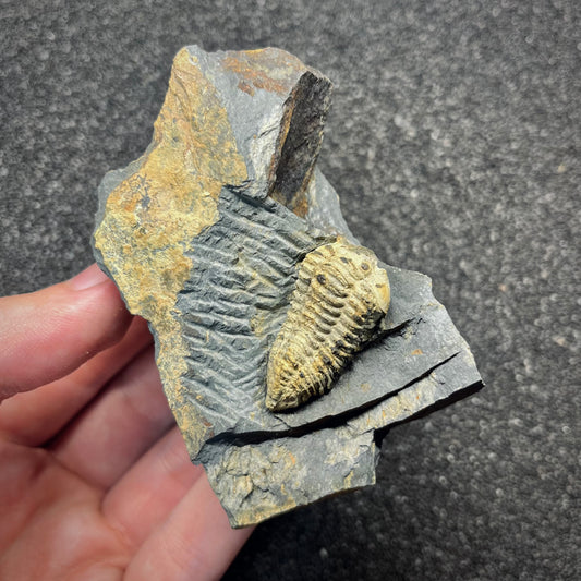 F2945 | Trilobite | Colpocoryphe rouaulti