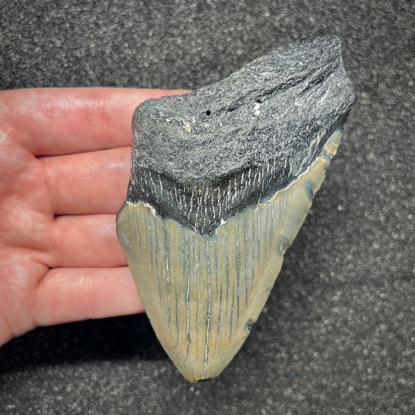 F2917 | Squalo | Otodus megalodon
