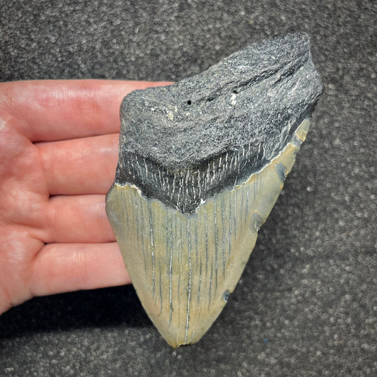 F2917 | Squalo | Otodus megalodon