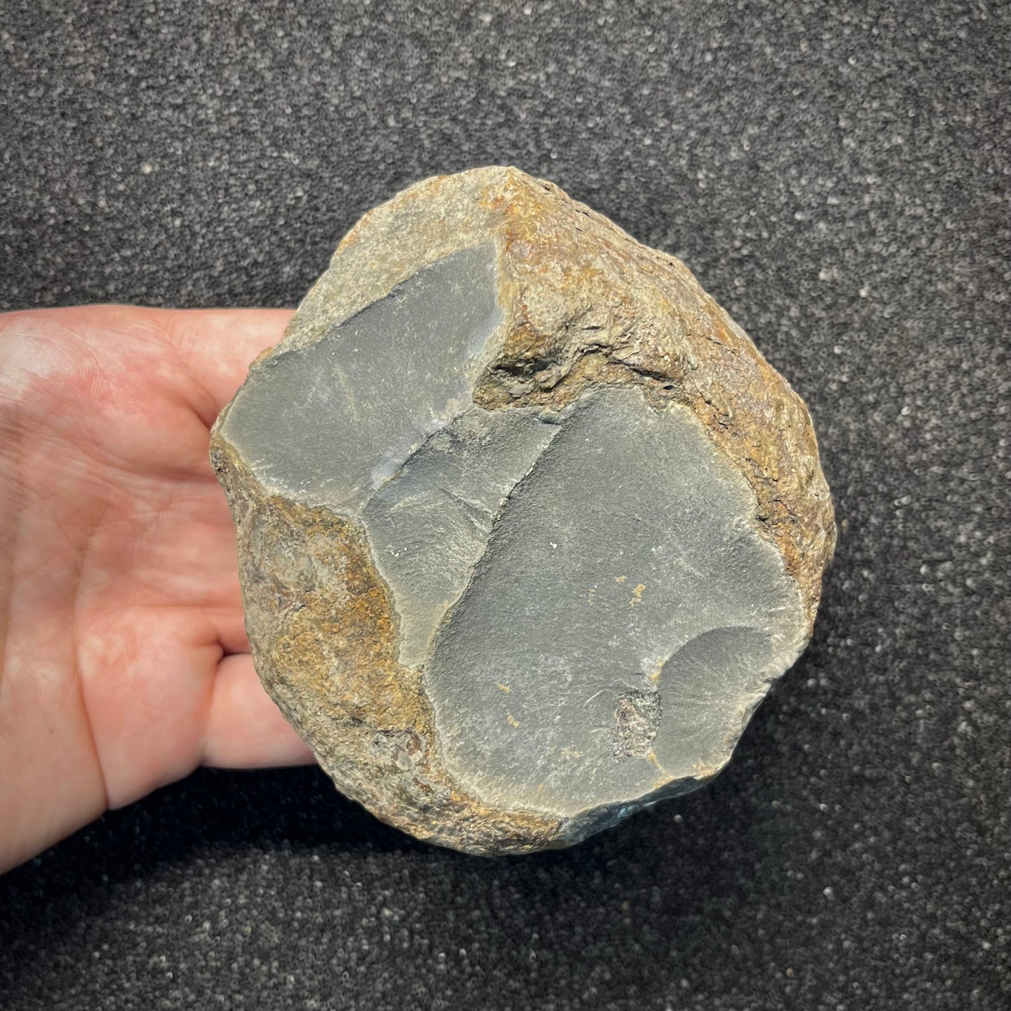 FNP27 | Fossile da preparare | Ammonite | Dactylioceratidae indet.