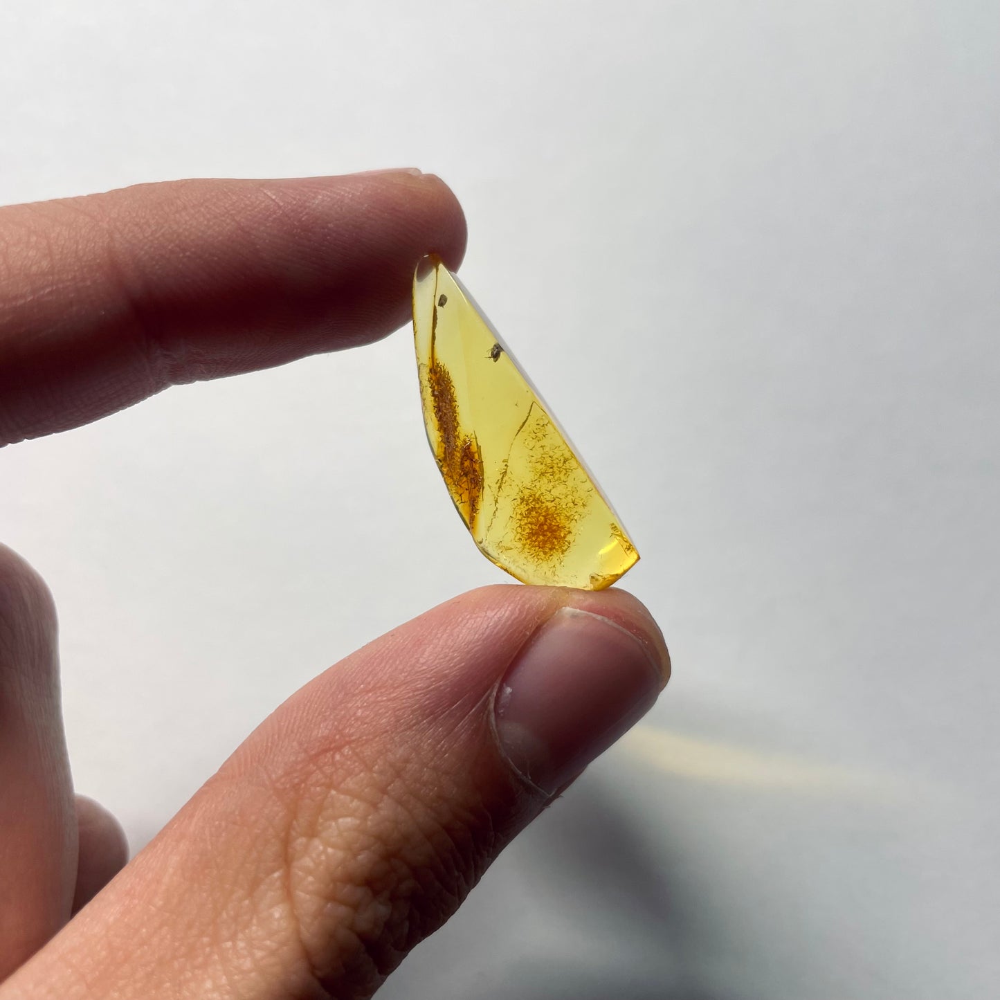 F2078 | Ambra con inclusione | Latridiidae indet.