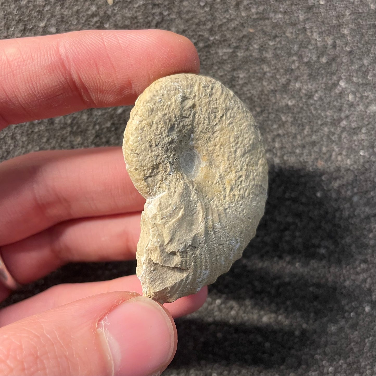 F2528 | Ammonite | Taramelliceras sp.