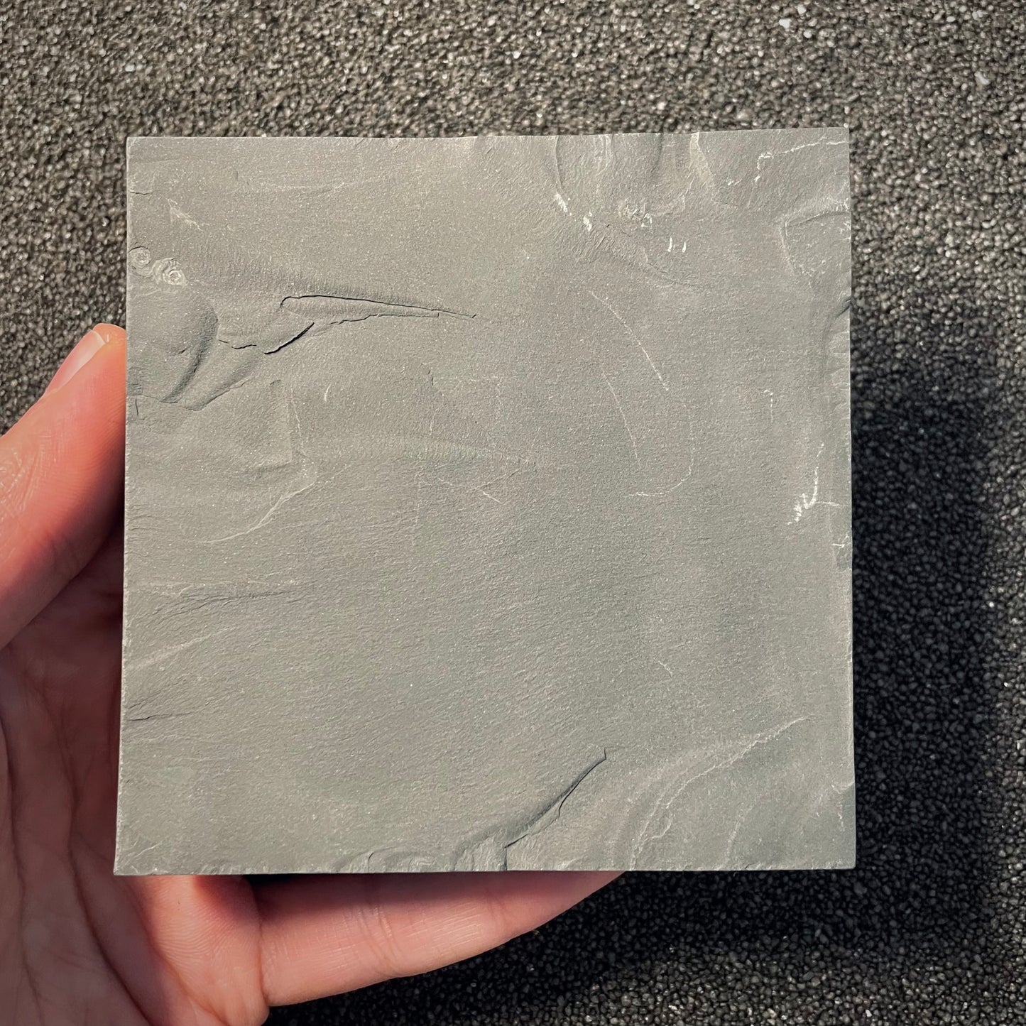 F2163 | Ammonite | Dactylioceras commune