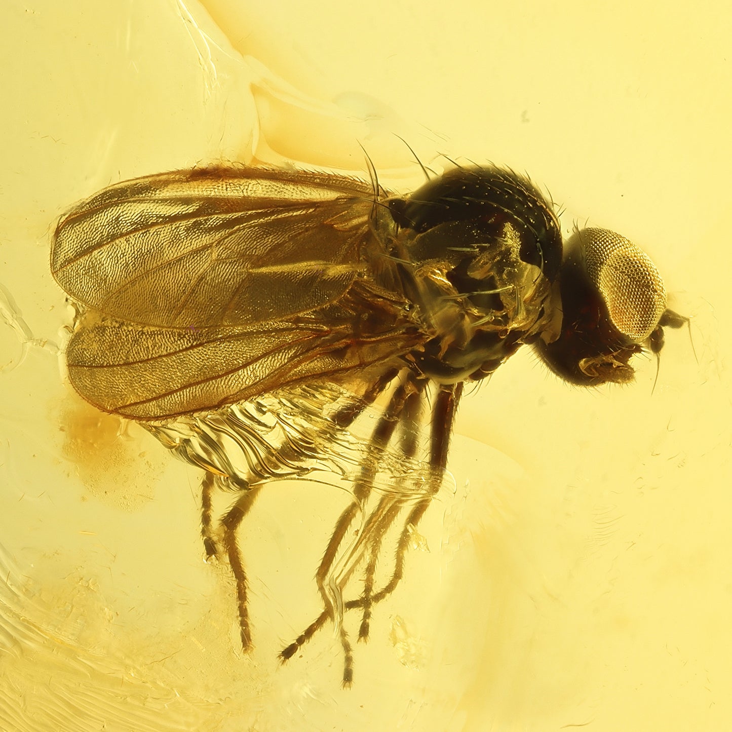 F2830 | Ambra con inclusione | Hybotidae indet.