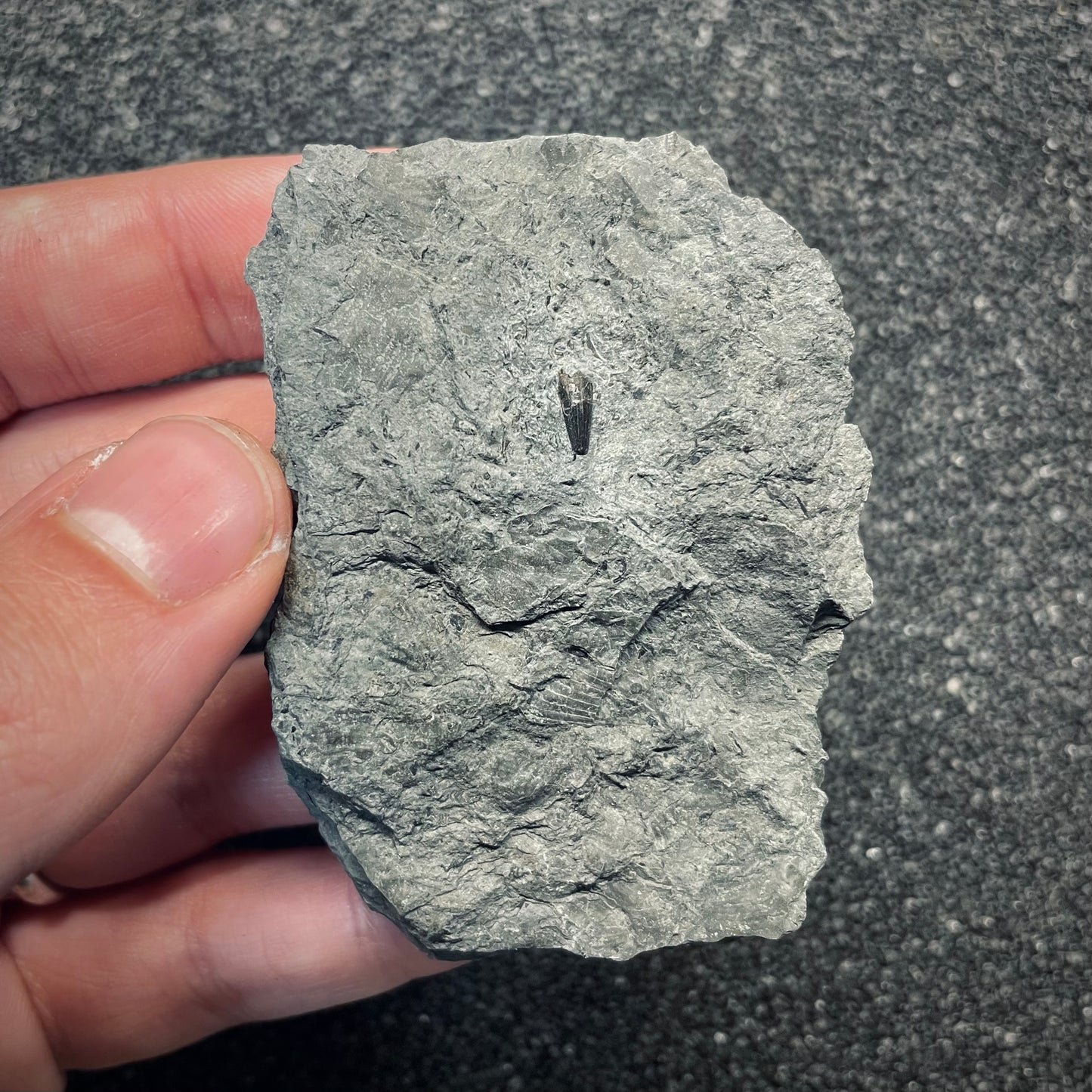F2681 | Ittiosauro | Ichthyosauria indet.