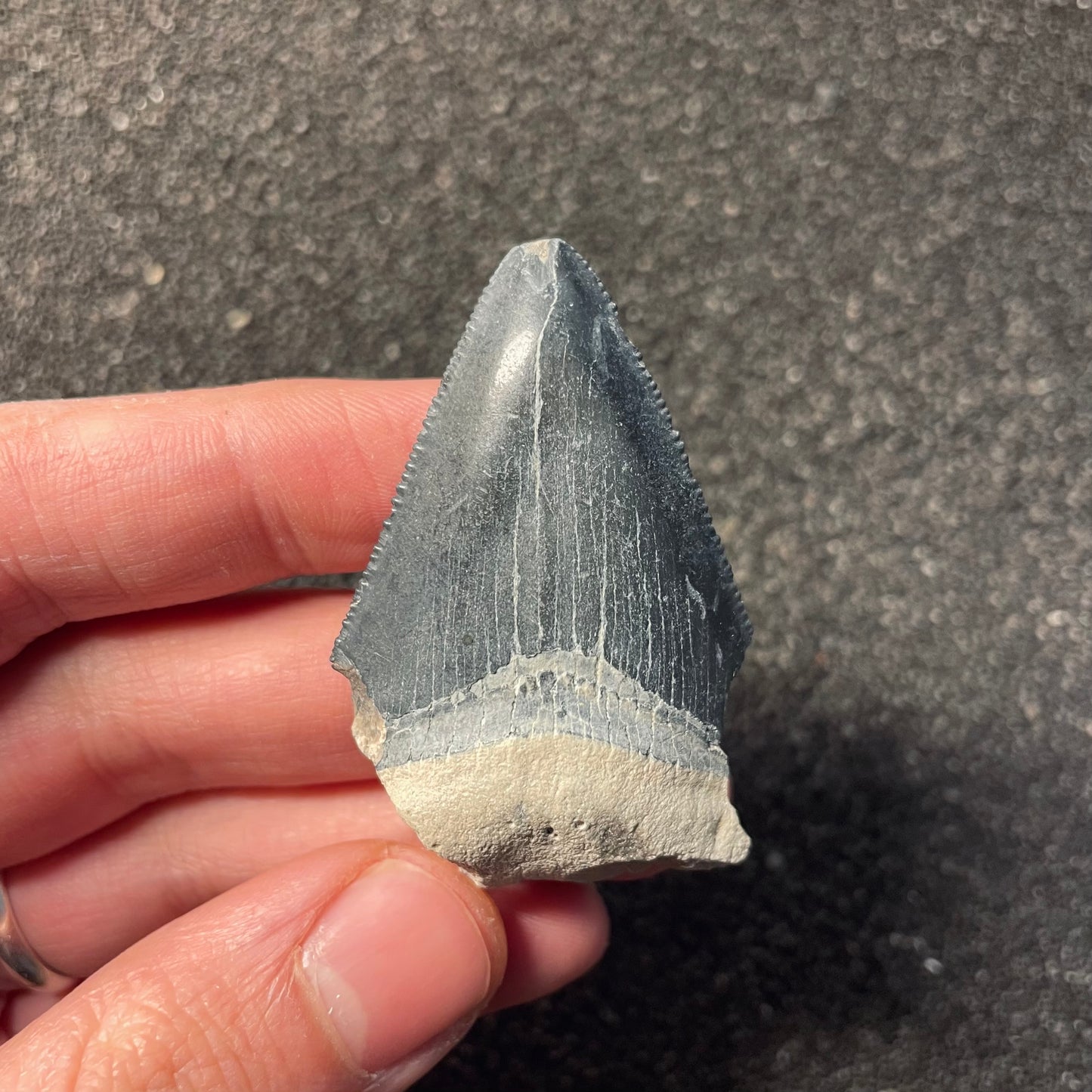 F2440 | Squalo | Otodus megalodon