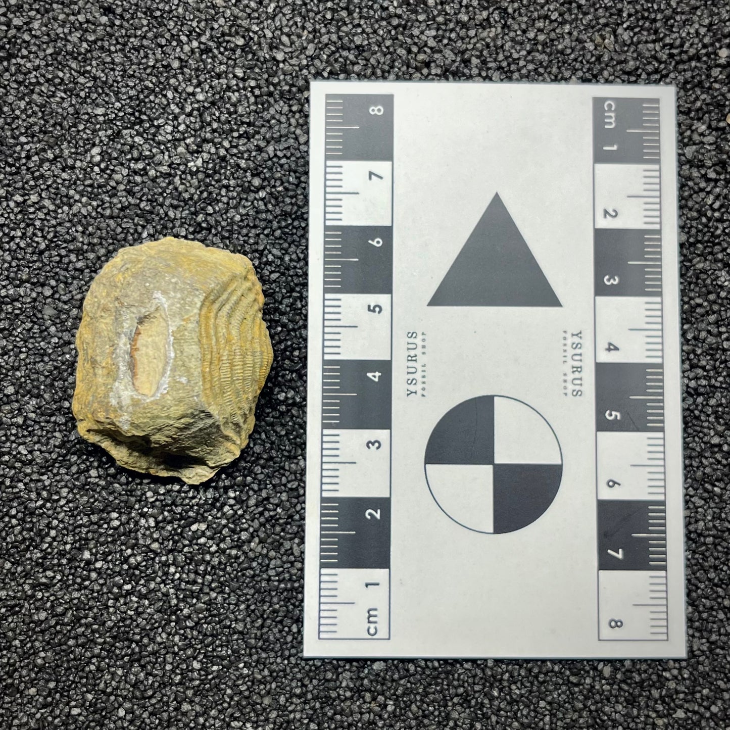 F2951 | Brachiopode | Brachiopoda indet.