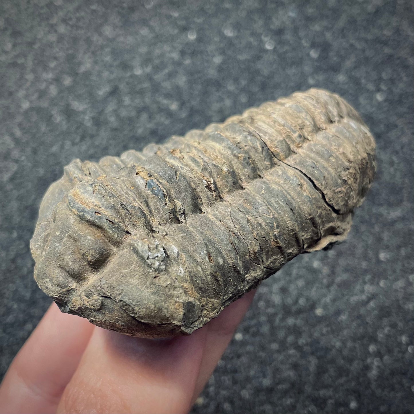 F2624 | Trilobite | Flexicalymene sp.